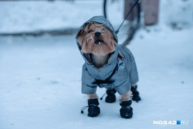 Йоркширский терьер | Источник: Максим Серков / NGS42.RU