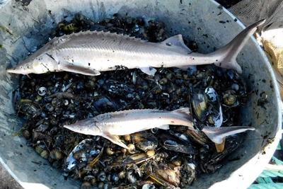 В Азовском море нашли скопления осетра после 20-летнего перерыва