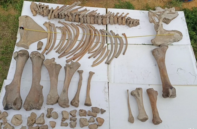 Кости мамонта | Источник: Avito.ru / yakutsk