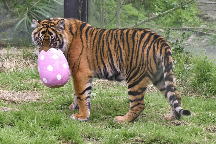 Обитатели Лондонского зоопарка получили пасхальные яйца