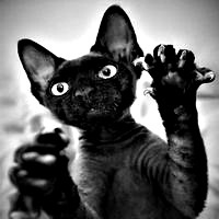 Аватарка Золотце:)