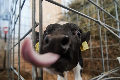 В Башкирии запустили три новых агрокомплекса
