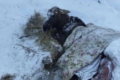 Moose Falls into Pond, Rescue Underway in Yaroslavl Region