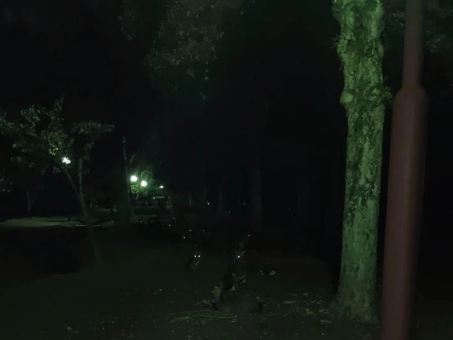 Так выглядит японский общественный парк в 5 часов вечера. Видите оленей? А они есть! | Источник: Полина Захарова