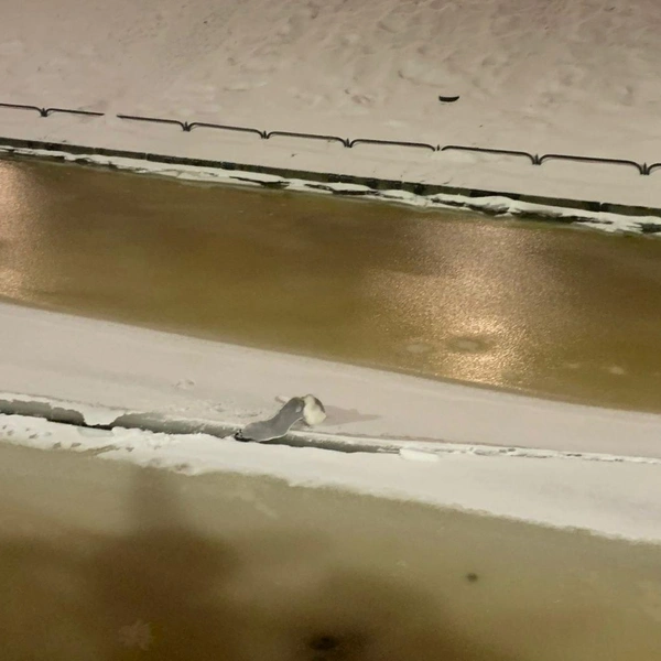 Источник: Кошкиспас / Телеграм