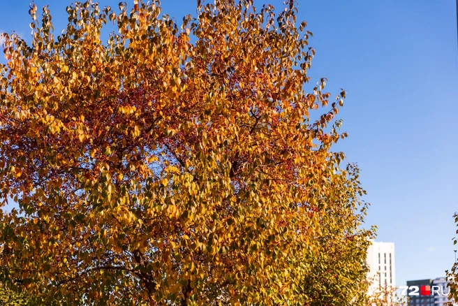 Только посмотрите, какая красота | Источник: Ирина Шарова / 72.RU