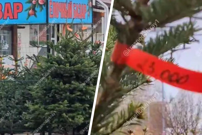 В Краснодаре начали продавать елки к Новому году | Источник: krasnodarkray1 / T.me
