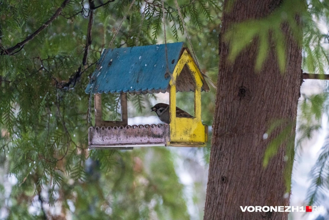 Источник: Дмитрий Волгин / Voronezh1.ru