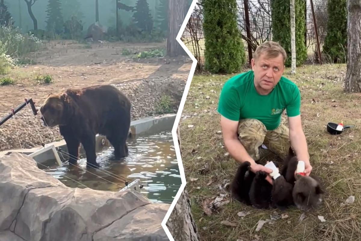 В новом пермском зоопарке медведя ударило током от электропастуха — а нормально ли вообще размещать их у воды?