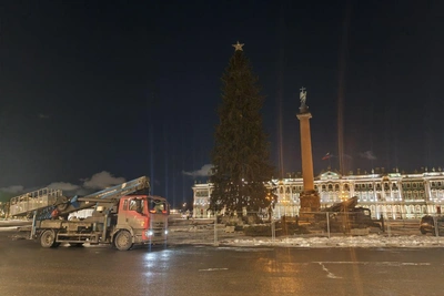 Главная ель Петербурга оголена, но еще не распилена
