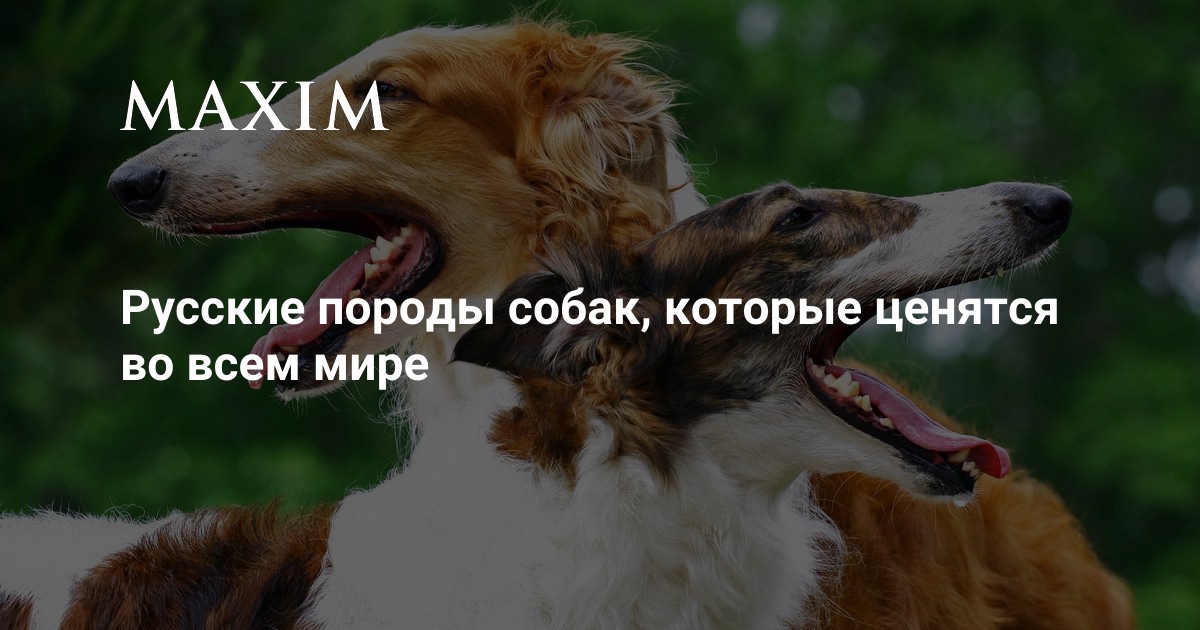 Русские породы собак, которые ценятся во всем мире | MAXIM