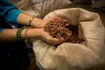 В Забайкалье начнут перерабатывать кедровый орех