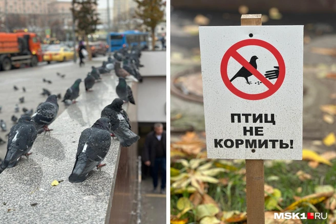 Россияне продолжают спорить из-за кормежки голубей | Источник: Андрей Кузнецов / MSK1.RU