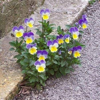 Аватарка Натали_Кар3