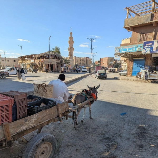 Жизнь в оазисе