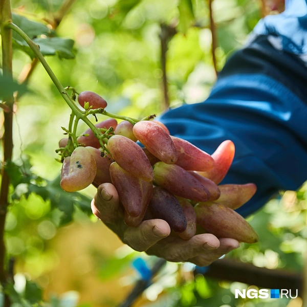 Это «дубовский розовый» с огромными ягодами | Источник: Александр Ощепков / NGS.RU