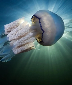 Самые красивые фотографии морских животных по версии The Nature Photography Contest