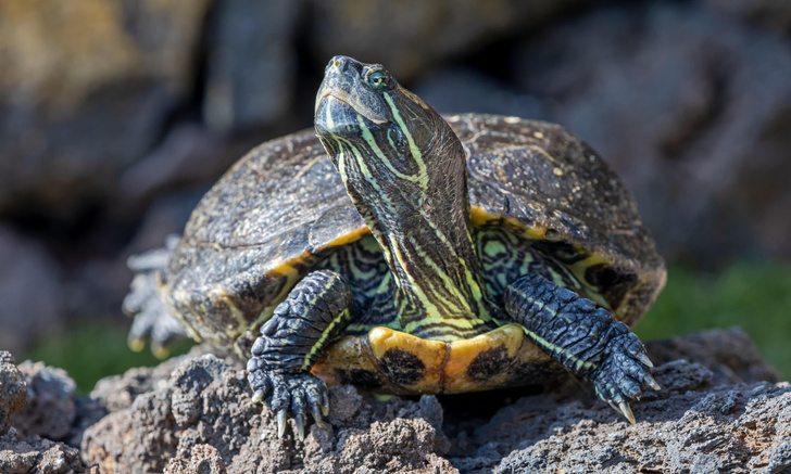 Остановить вторжение: как красноухие черепахи стали захватчиками по вине людей