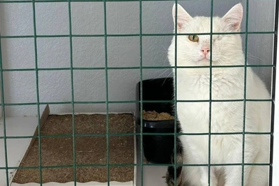 Perm shelter pays to foster isolated one-eyed cat