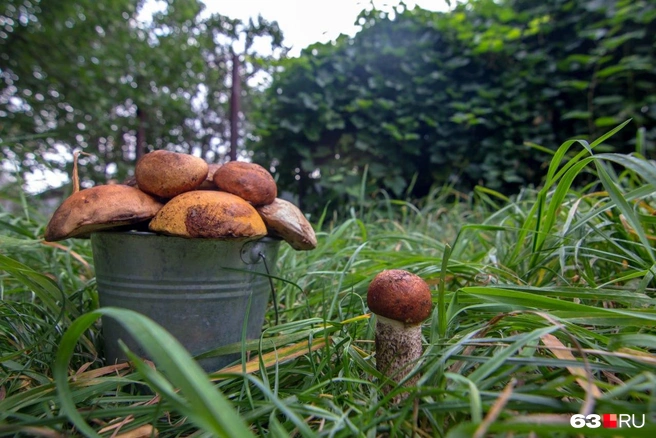 Очень крупные грибы специалисты собирать не советуют | Источник: Роман Данилкин / 63.RU