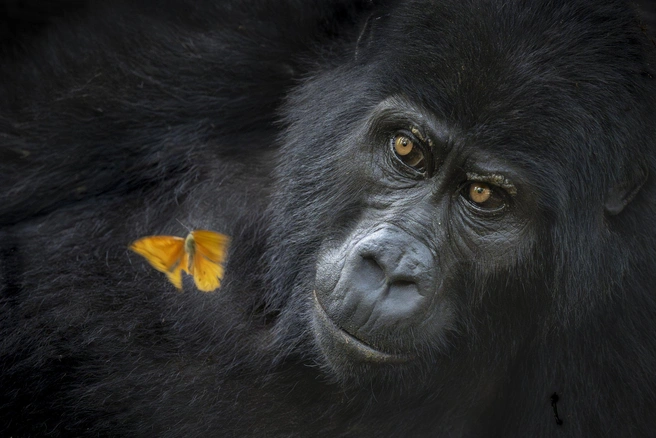 Победитель в категории «Портрет года» | Источник: Mary Schrader / worldnaturephotographyawards.com