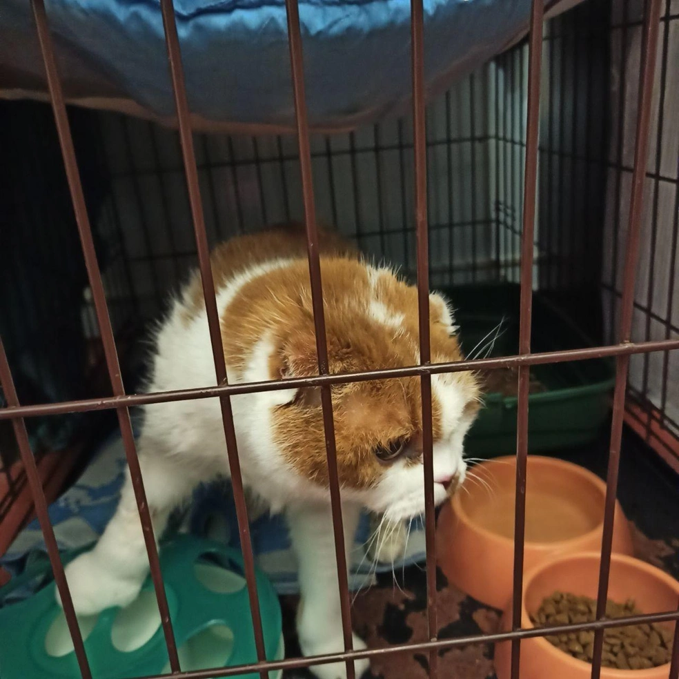 Кот был очень привязан к хозяйке | Источник: «Наследие Бастет» / «ВКонтакте»