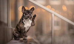 15 самых смешных фото за всю историю конкурса Pet Photography Awards
