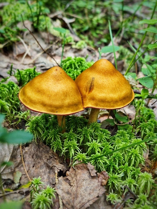 Источник: Солнечные зайчики / T.me