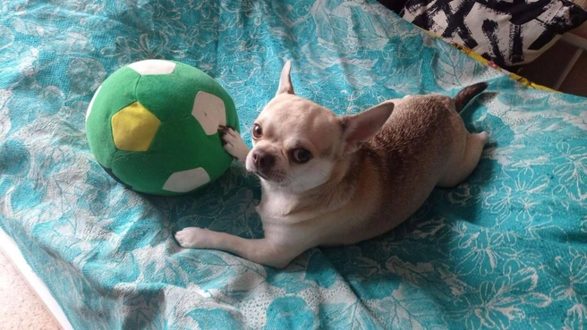 … и пойдём играть в мячик! | Источник: читатель 63.RU 