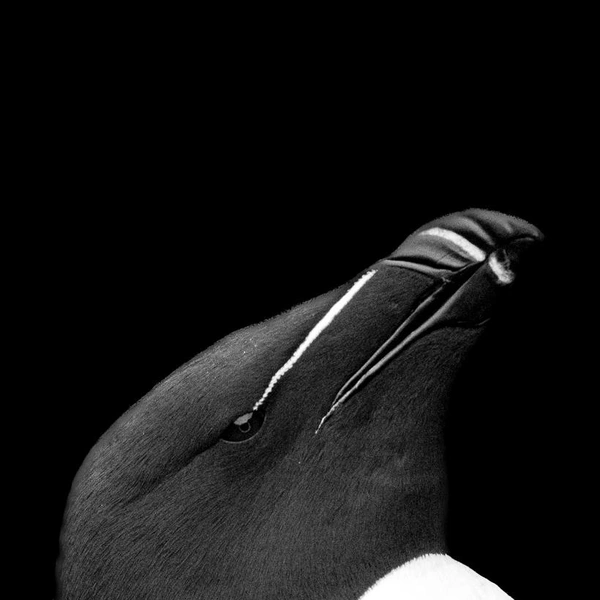 Источник: Miles Hewitt-Boorman / Fine Art Photography Awards 2025
