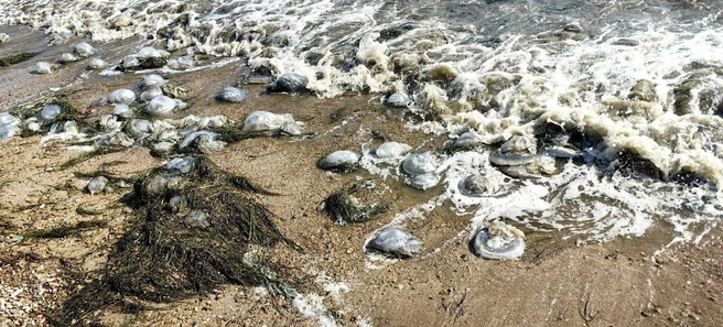 Яд от укуса медузы-корнерота сохраняется даже в мертвых особях | Источник: Владимир Моргунов / VK