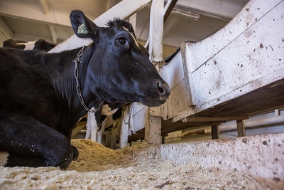Пастереллез скота в Сибири: карантин и вакцинация