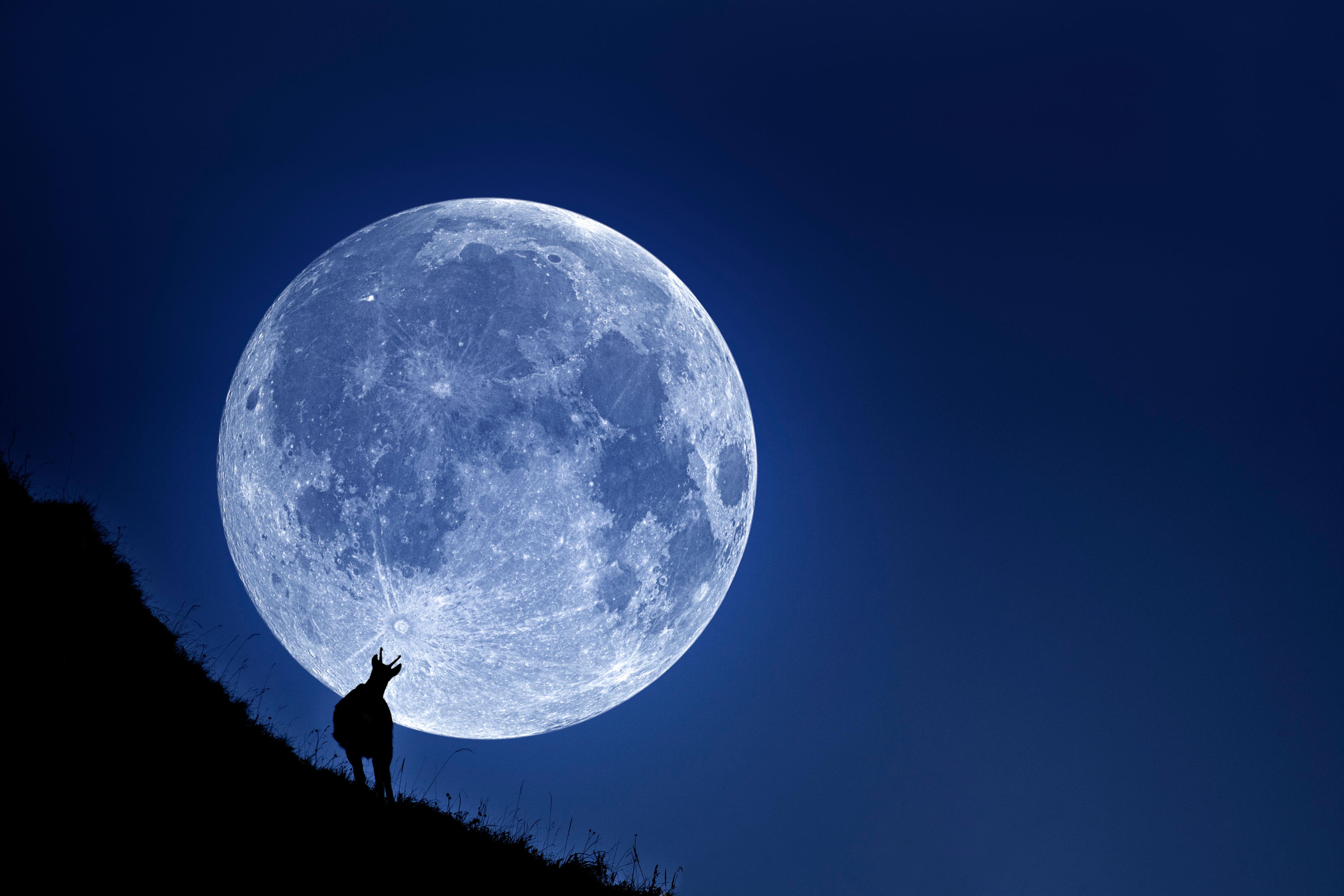Находящаяся низко над горизонтом луна кажется сильно. Большая Луна. Гигантская Луна. Луна за горизонтом. Луна на горизонте.