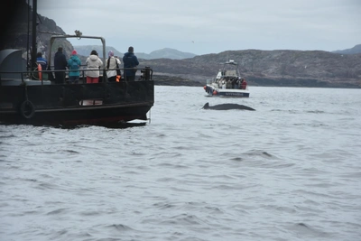 В Мурманской области утвердили правила наблюдения за китами