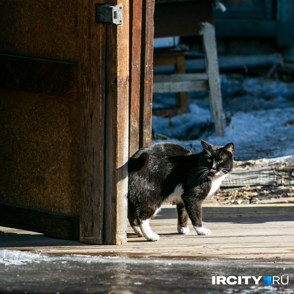 Сейчас в доме восемь квартир, почти все жилые | Источник: Ксения Филимонова / IRCITY.RU