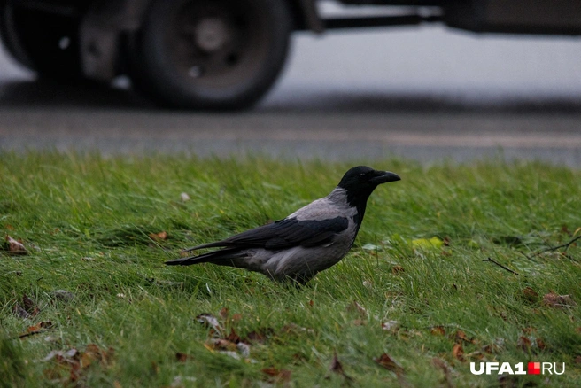 Уфимские вороны тоже в шоке | Источник: Булат Салихов / UFA1.RU