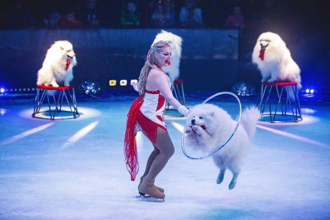 Источник: Circus-tyumen.ru