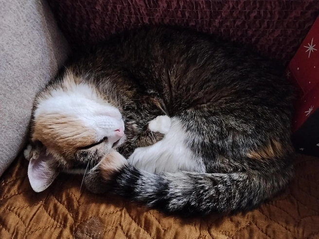 Ада любит есть влажный корм и спать клубочком на диване&nbsp;— этим и занимается на старости лет | Источник: «Наследие Бастет» / «ВКонтакте»