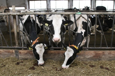 Russia Considers Belarus Dairy Imports