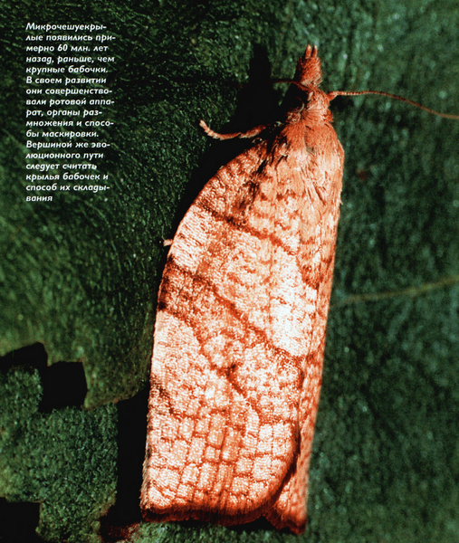Моль Земли: что мы знаем о крохотных бабочках, ведущих «подпольный» образ жизни