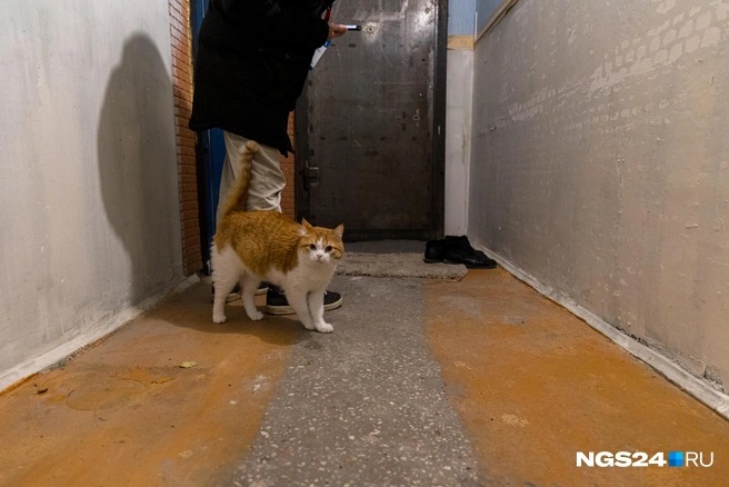 Так вот, кто охраняет чистоту и порядок | Источник: Мария Ленц / NGS24.RU