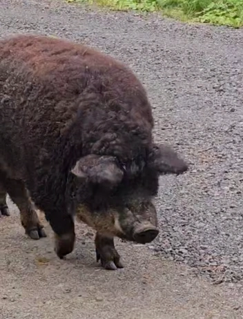 Источник: кадр из видео Мегаполис | ДТП и ЧП | Санкт-Петербург | Питер💡