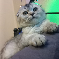 Аватарка Лика