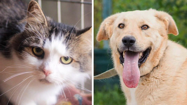 Котопёс недели: возьмите из приюта заурчательного кота Корнишона или собаку-нежняку Айсберга