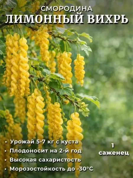 А эти ягоды похожи на макароны | Источник: скриншот с маркетплейса