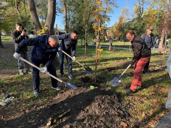 В городских парках и скверах появились клены, липы, платаны, катальпы, акации, сосны и можжевельники | Источник: Пресс-служба администрации Ростова-на-Дону