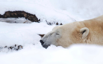 Белый медведь отдыхает на снегу в Венском зоопарке