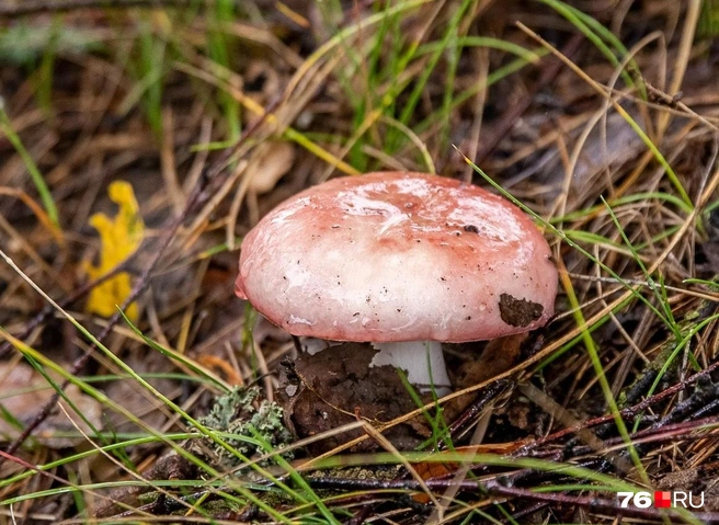 Где еще можно найти грибы в Ярославской области | Источник: Кирилл Поверинов / 76.RU