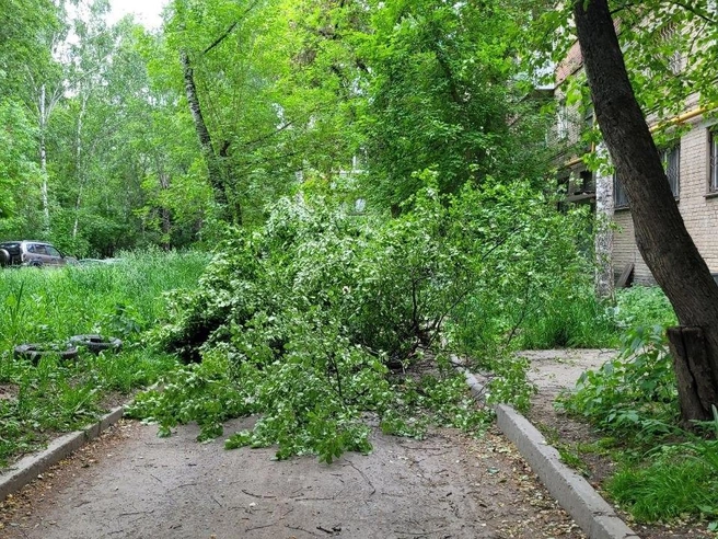 В городе повреждены десятки деревьев | Источник: читатель E1.RU