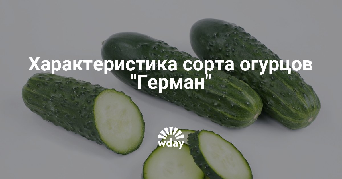 Огурцы герман описание сорта фото